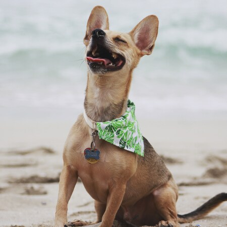 Entry image for Ryder. Clicking this image will show a larger photo