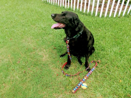 Entry image for Carlos Santana. Clicking this image will show a larger photo