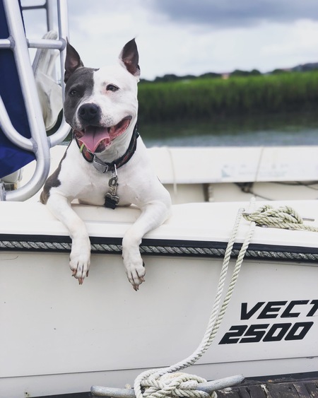 Entry image for Gypsy. Clicking this image will show a larger photo