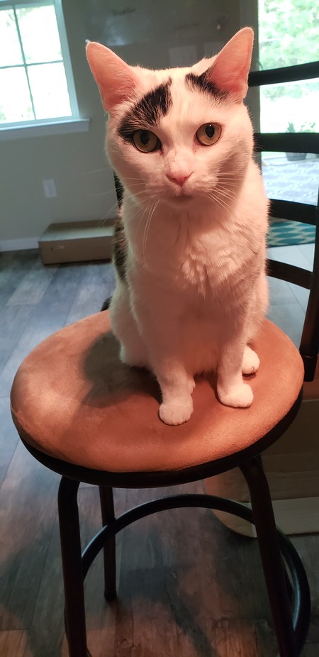 Entry image for Clover. Clicking this image will show a larger photo