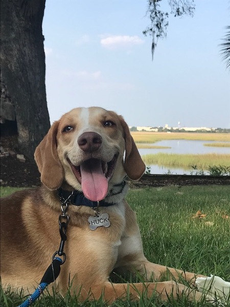 Entry image for Huck. Clicking this image will show a larger photo