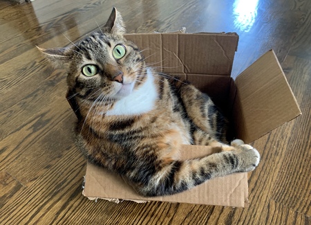 Entry image for Kiki. Clicking this image will show a larger photo