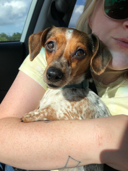 Entry image for Poppy. Clicking this image will show a larger photo