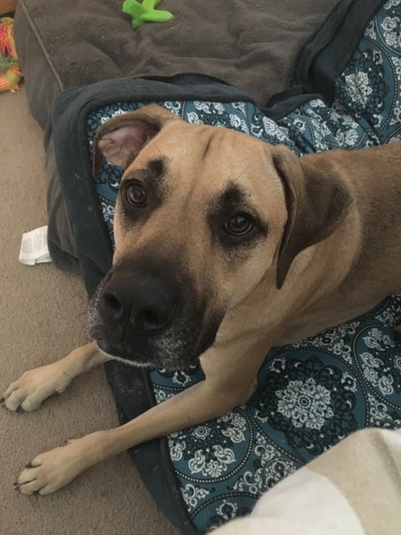 Entry image for Apollo. Clicking this image will show a larger photo