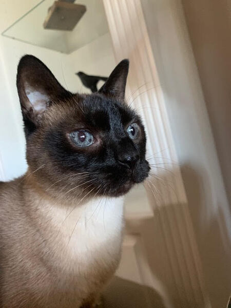 Entry image for Olive. Clicking this image will show a larger photo