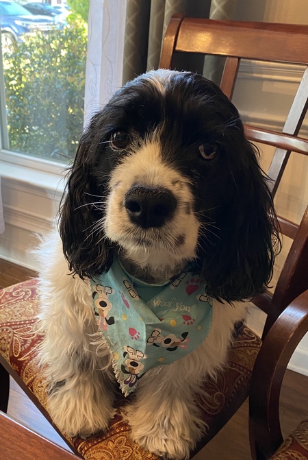 Entry image for Rudy Pickles . Clicking this image will show a larger photo