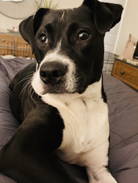 Entry image for Sullivan . Clicking this image will show a larger photo