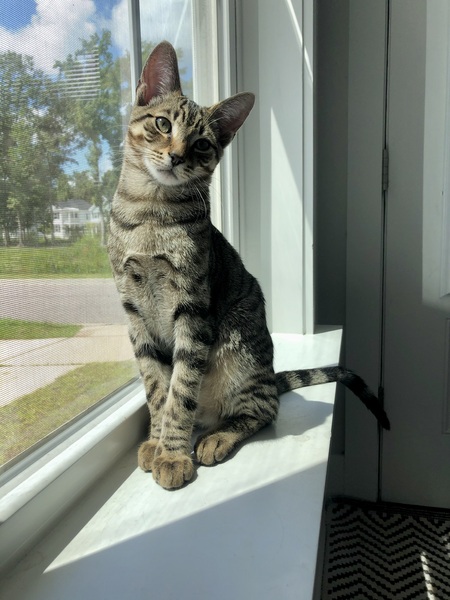 Entry image for Cricket. Clicking this image will show a larger photo