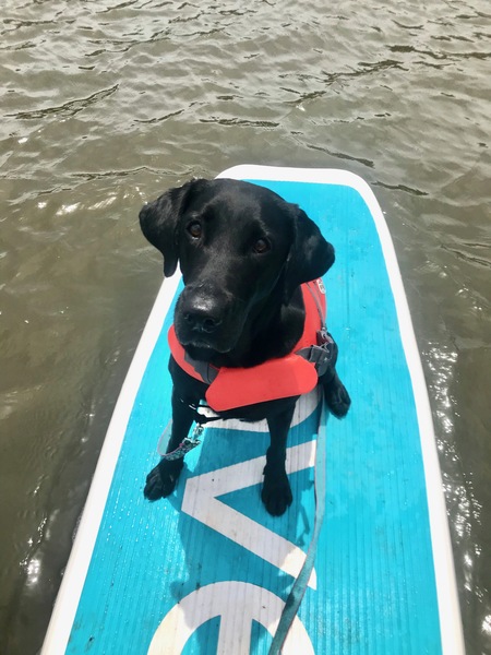 Entry image for Nellie. Clicking this image will show a larger photo