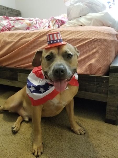 Entry image for Boobee. Clicking this image will show a larger photo