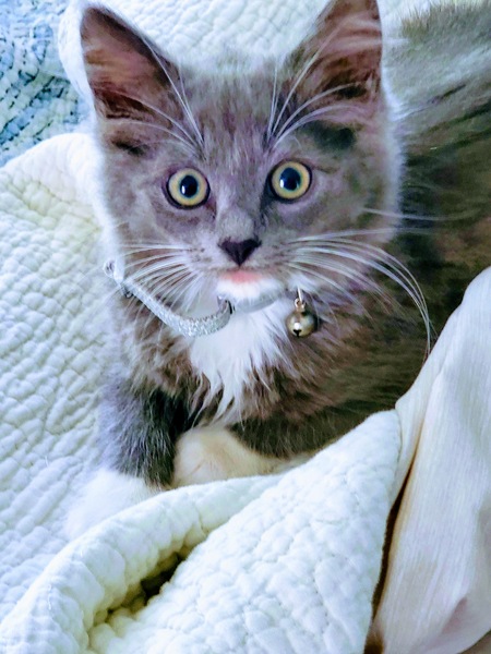 Entry image for Lilly. Clicking this image will show a larger photo