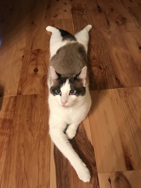 Entry image for Lucky Kitty 🍀. Clicking this image will show a larger photo