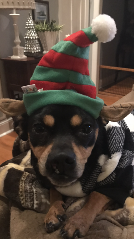 Entry image for Oliver. Clicking this image will show a larger photo