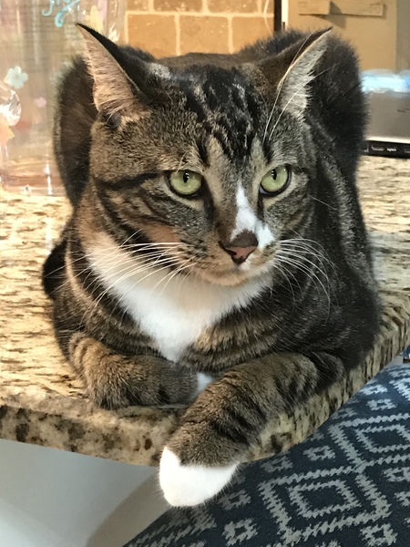 Entry image for Rhett Butler. Clicking this image will show a larger photo