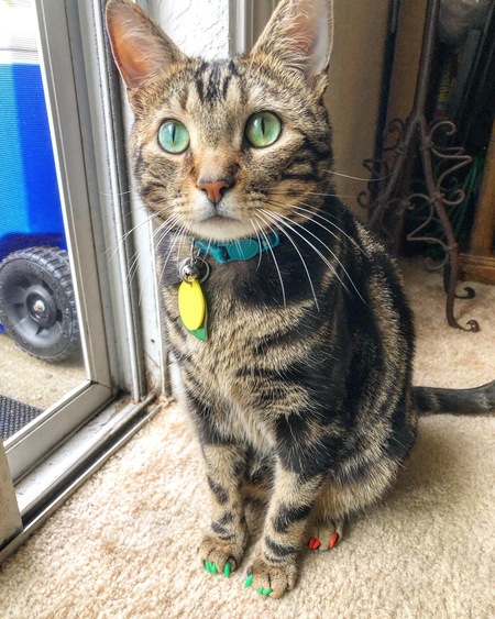 Entry image for Bynx. Clicking this image will show a larger photo