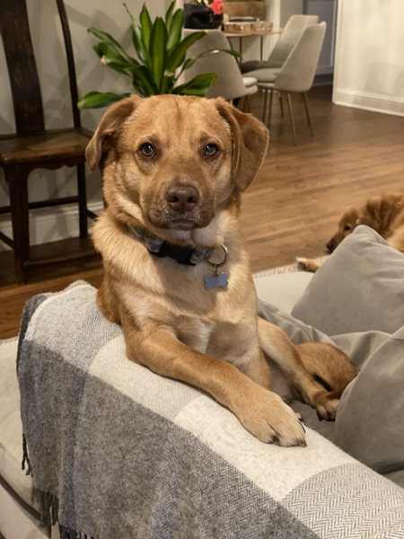 Entry image for Hank. Clicking this image will show a larger photo