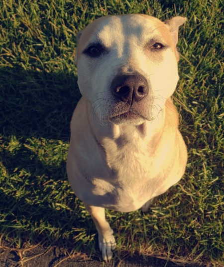 Entry image for Piper. Clicking this image will show a larger photo