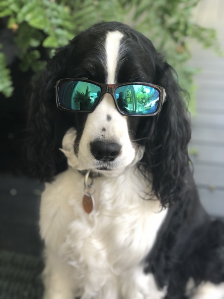 Entry image for Mackie. Clicking this image will show a larger photo