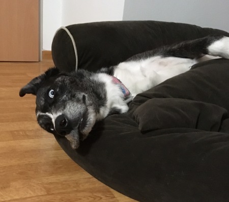 Entry image for Aurora. Clicking this image will show a larger photo