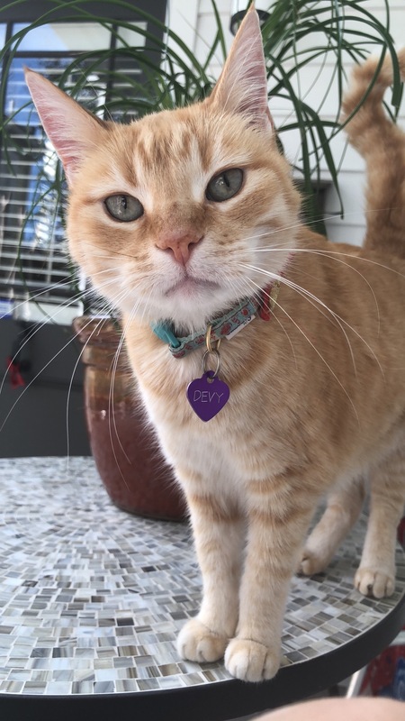 Entry image for Devy. Clicking this image will show a larger photo