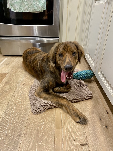 Entry image for Charlie. Clicking this image will show a larger photo