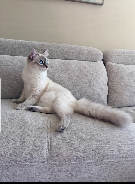 Entry image for Stella. Clicking this image will show a larger photo