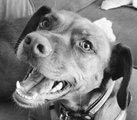 Entry image for Vivi. Clicking this image will show a larger photo