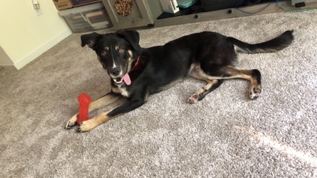 Entry image for Echo. Clicking this image will show a larger photo