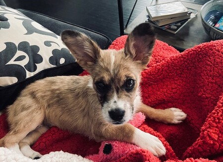 Entry image for Roxanne. Clicking this image will show a larger photo