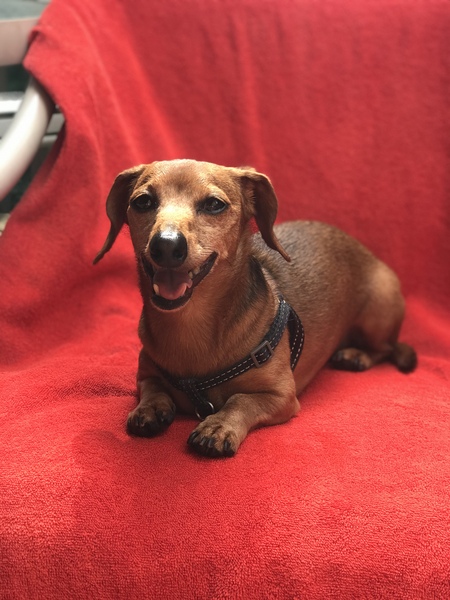 Entry image for Heinz the Mini Dox. Clicking this image will show a larger photo