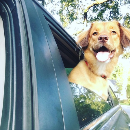 Entry image for Ozzy. Clicking this image will show a larger photo