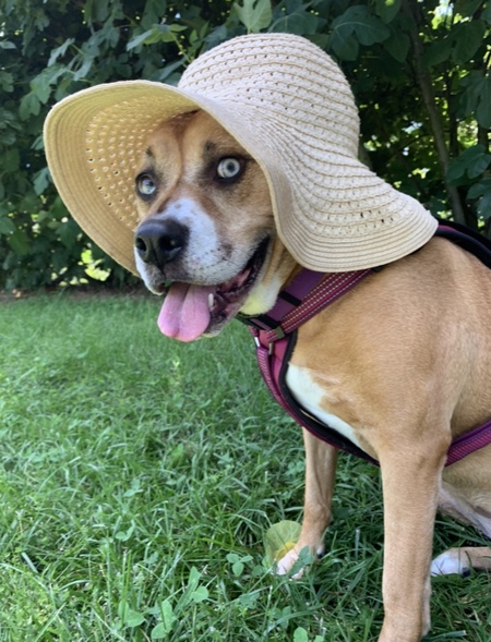 Entry image for Lula. Clicking this image will show a larger photo