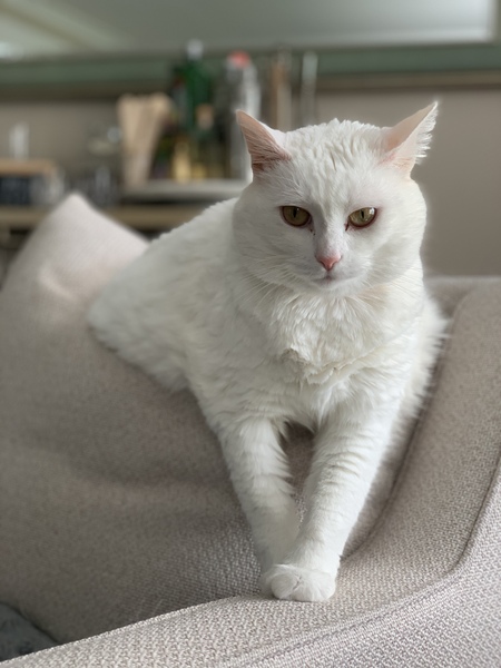 Entry image for Pim. Clicking this image will show a larger photo