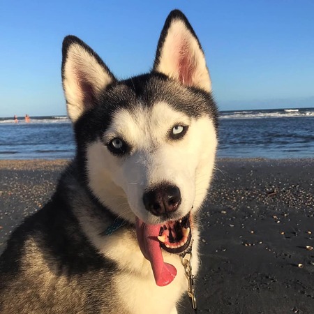 Entry image for Nova. Clicking this image will show a larger photo