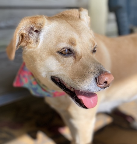 Entry image for Molly. Clicking this image will show a larger photo