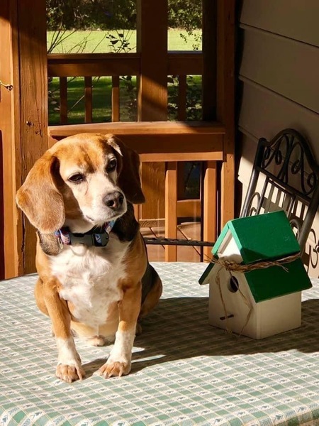 Entry image for Buster. Clicking this image will show a larger photo