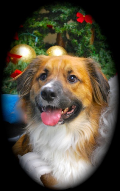 Entry image for Scooter. Clicking this image will show a larger photo