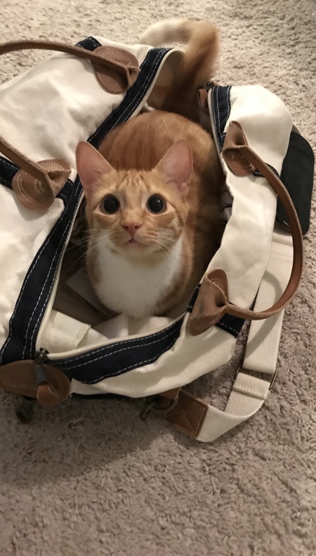 Entry image for Biscuit. Clicking this image will show a larger photo