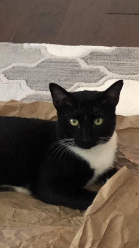 Entry image for Sox. Clicking this image will show a larger photo