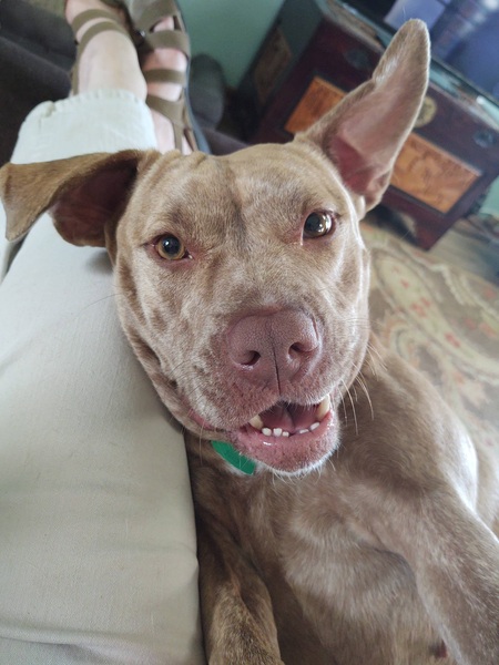 Entry image for Gracie. Clicking this image will show a larger photo