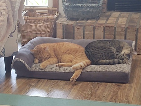 Entry image for Juicy and Sampson. Clicking this image will show a larger photo