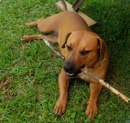 Entry image for Kinsey. Clicking this image will show a larger photo