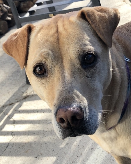 Entry image for Bailey. Clicking this image will show a larger photo