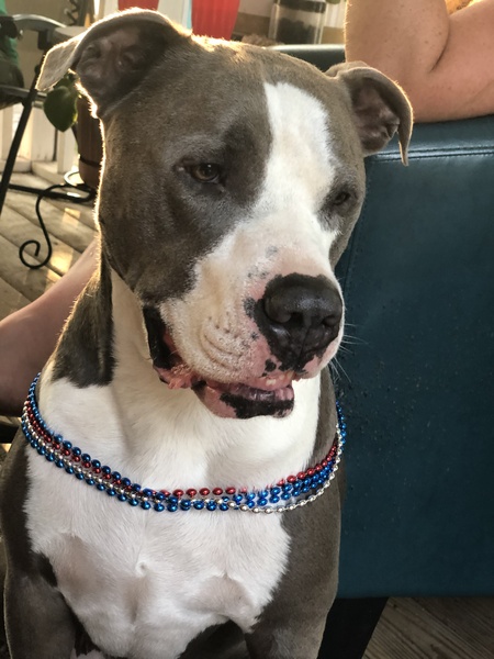 Entry image for Mr. Duke. Clicking this image will show a larger photo