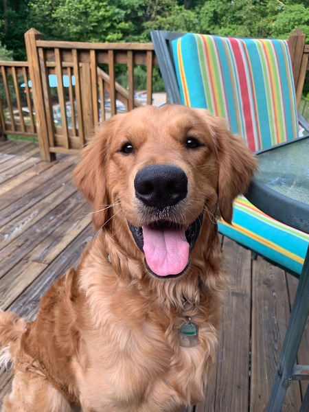 Entry image for Rex. Clicking this image will show a larger photo