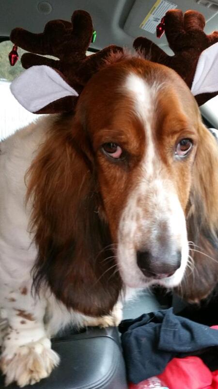 Entry image for Willie. Clicking this image will show a larger photo