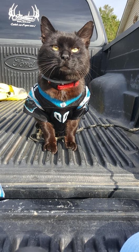 Entry image for Ellis. Clicking this image will show a larger photo