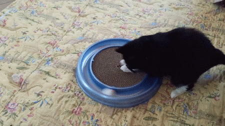 Entry image for Ripple. Clicking this image will show a larger photo