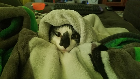 Entry image for Finn. Clicking this image will show a larger photo