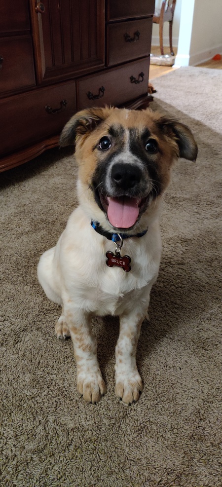 Entry image for Bruce. Clicking this image will show a larger photo